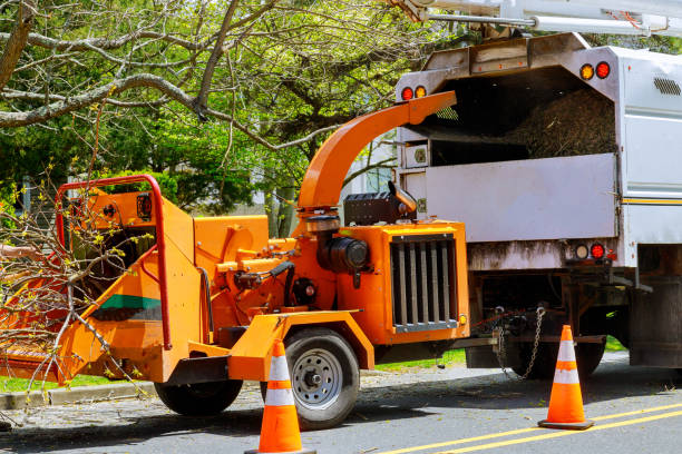 How Our Tree Care Process Works  in Euless, TX